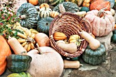GOURDS AND SQUASHES DISPLAY