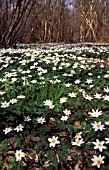 ANEMONE NEMEROSA,  WHITE, FLOWER, WHOLE, PLANT, SPRING