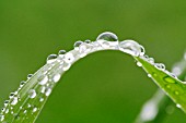 WATER DROPS ON GRASS