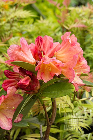 RHODODENDRON_SEPTEMBER_SONG