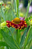 HELENIUM CAN CAN