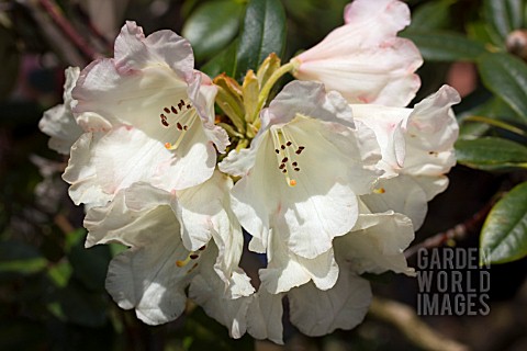 RHODODENDRON_DUSTY_MILLER