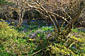 BUTCHART GARDENS, HYACINTHOIDES AND ANEMONE IN SPRING