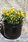LARGE TUB OF SPRING DAFFODILS