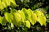 CERCIS CANADENSIS HEARTS OF GOLD