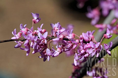 CERCIS_CANADENSIS_HEARTS_OF_GOLD