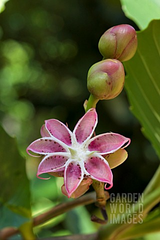 DILLENIA_FRUITS_AND_BURST_SEED_POD