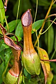 PITCHER PLANT, NEPENTHES