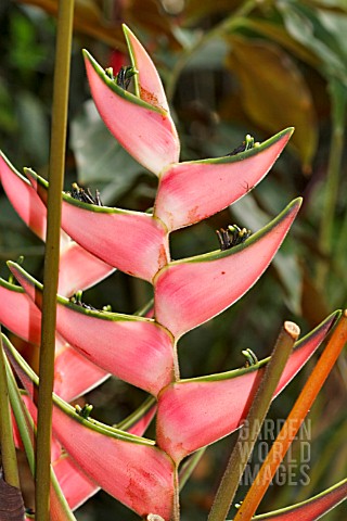 HELICONIA_STRICTA