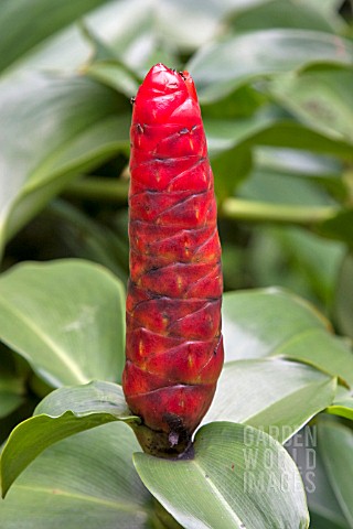 COSTUS_SCABER_OFTEN_INCORRECTLY_TITLED_AND_SOLD_AS_COSTUS_SPICATUS