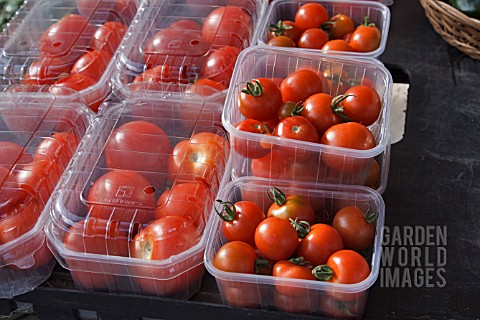 TOMATOES_FOR_SALE_IN_PLASTIC_PUNNETS