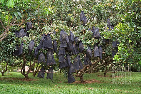 DIMOCARPUS_LONGAN_VAR_MALESIANUS_TREES_WITH_BLACK_NET_BAGS_TO_PROTECT_FRUIT