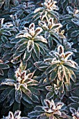 EUPHORBIA HELENAS BLUSH IN THE FROST