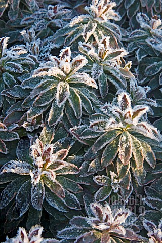 EUPHORBIA_HELENAS_BLUSH_IN_THE_FROST