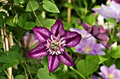 CLEMATIS CASSIS