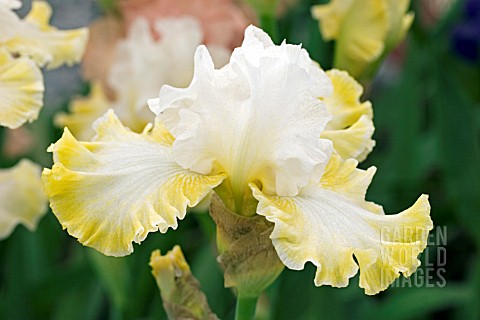 IRIS_SMILING_FACES_TALL_BEARDED