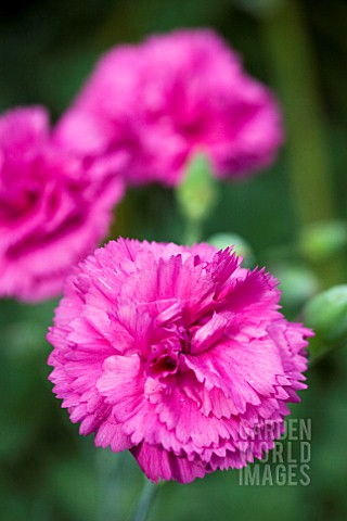 DIANTHUS_LILY_THE_PINK