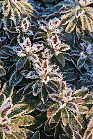 EUPHORBIA_HELENAS_BLUSH_WITH_FROST