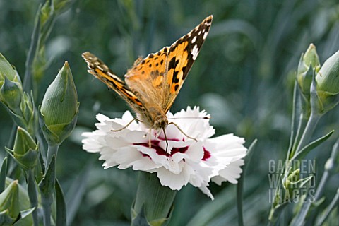 DIANTHUS_BRIGHT_EYES_WITH_PAINTED_LADY_BUTTERFLY