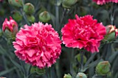 DIANTHUS FRILLY