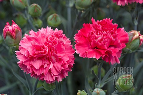 DIANTHUS_FRILLY