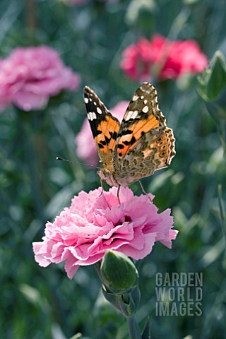 DIANTHUS_VALDA_WYATT_WITH_PAINTED_LADY_BUTTERFLY