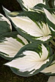 HOSTA FIRE AND ICE