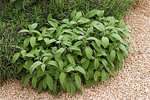 SALVIA_OFFICINALIS_PLANTED_IN_GRAVEL_BED