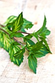 VARIEGATED GINGERMINT