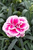 DIANTHUS ODESSA EASY PINK