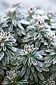 EUPHORBIA TINY TIM IN THE FROST