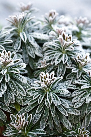 EUPHORBIA_TINY_TIM_IN_THE_FROST