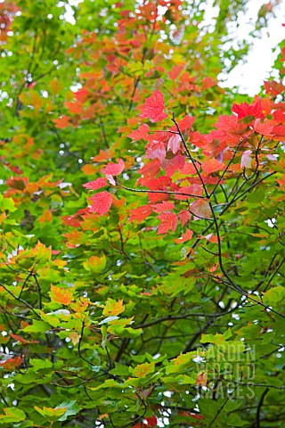 LEAVES_CHANGING_COLOUR_IN_AUTUMN_ON_RED_MAPLE_ACER_RUBRUM