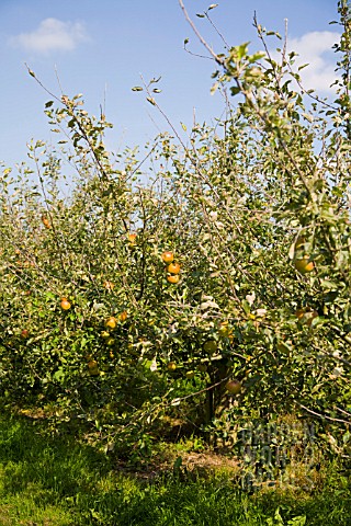 ORGANIC_COX_APPLE_ORCHARD_IN_SEPTEMBER