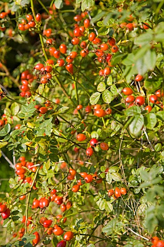 ROSE_HIPS_IN_HEDGEROW