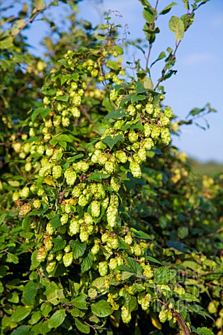 WILD_HOPS_BRYONIA_ALBA_IN_ENGLISH_HEDGEROW
