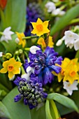 BLUE SCENTED HYACINTHS, NARCISSUS GRAND SOLEIL DOR AND PAPERWHITE