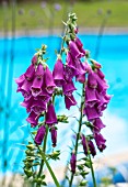 DIGITALIS BY A SWIMMING POOL