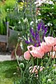 PINK AND PURPLE COTTAGE GARDEN MIX