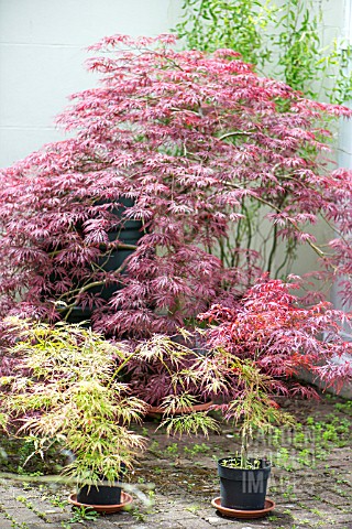 ACERS_IN_CONTAINERS