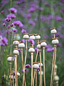 PAPAVER SEEDHEADS AND VERBENA BONARIENSIS MIX IN A COTTAGE GARDEN