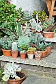 SUCCULENTS AND CACTI IN POTS