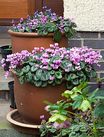 CYCLAMEN_COUM__IN_CONTAINERS
