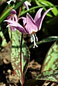 ERYTHRONIUM DENS CANIS,  (AGM),  (DOGS TOOTH VIOLET)
