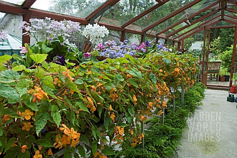 BEGONIA_AND_OTHER_PLANTS_IN_GREENHOUSE_IN_JULYINWOOD_GARDEN__SCOTLAND