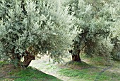 OLEA EUROPAEA,  OLIVE TREE,  WITH COLLECTING NETS FOR OLIVES