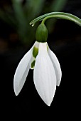GALANTHUS FREDS GIANT,  SNOWDROP