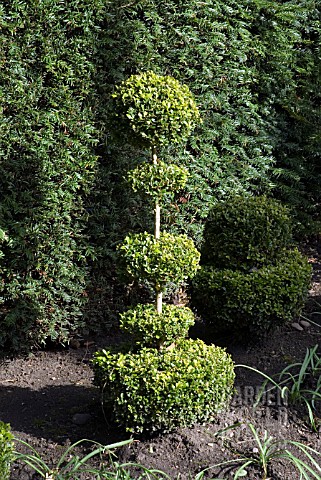TOPIARY_AT_SHEPHERD_HOUSE_GARDEN_INVERESK_SCOTLAND_OWNERS_SIR_CHARLES_AND_LADY_FRASER