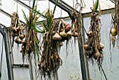 ONIONS DRYING IN GREENHOUSE, SEPTEMBER