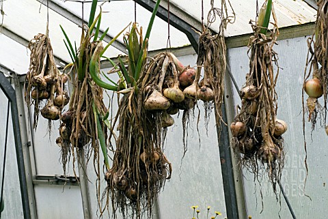 ONIONS_DRYING_IN_GREENHOUSE_SEPTEMBER